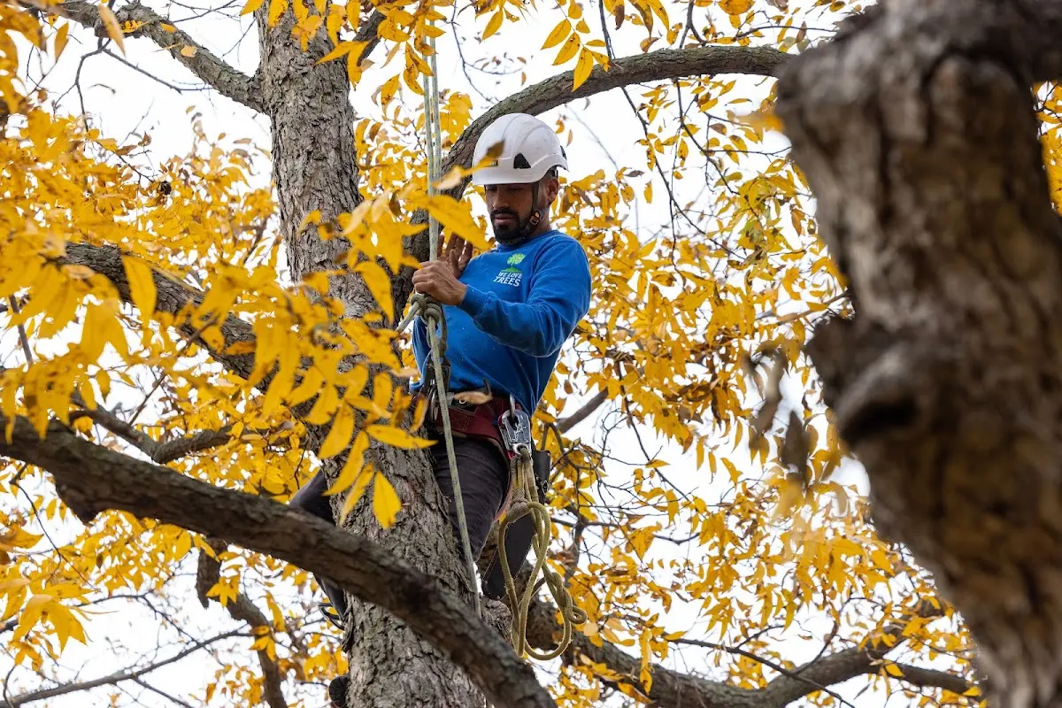 Skilled Tree Trimming crew working in Elkridge